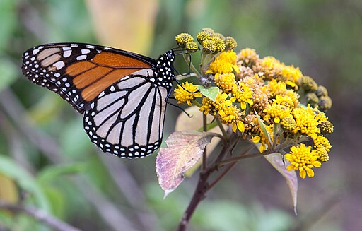 mariposa monarca en angangueo