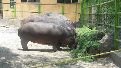 hipotamo en el zoologico una de las atracciones del zoologico de chilpancingo