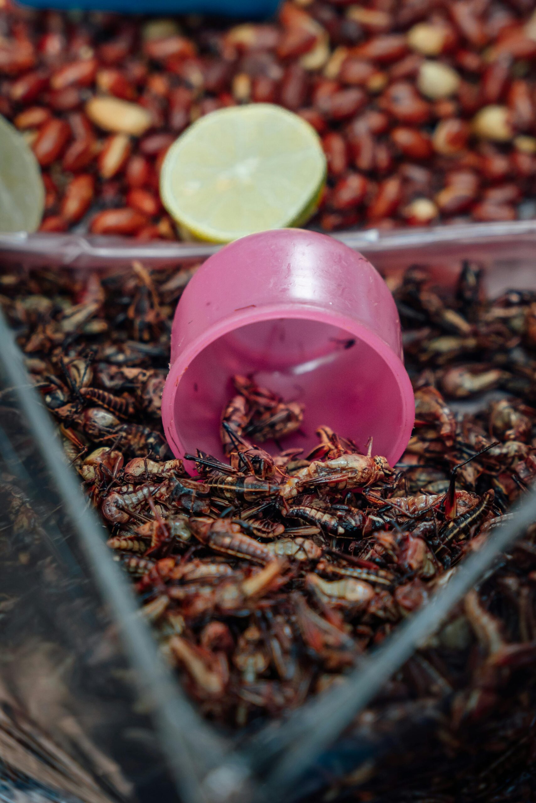 CHAPULINES GASTRONOMIA DE OAXACA