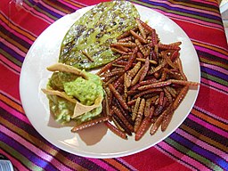 gusanos de maguey