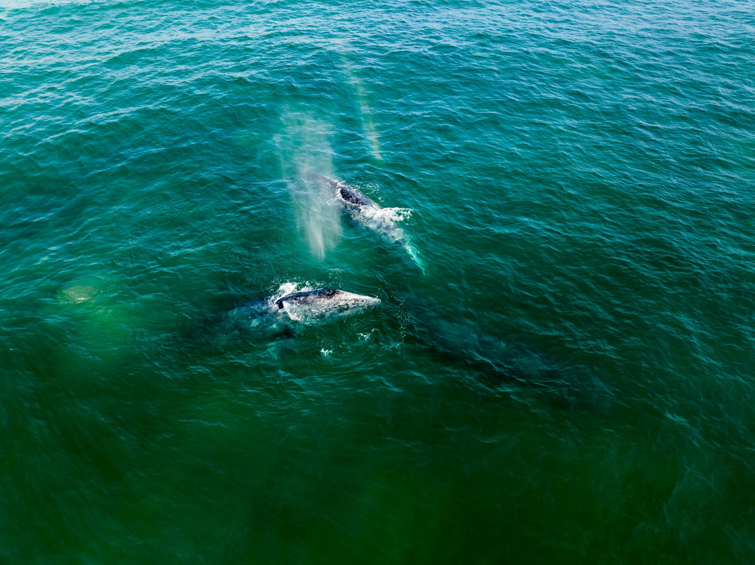 ballenas en todos santos