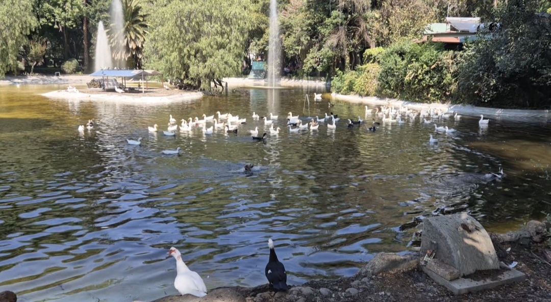 PARQUE MEXICO PARQUE MEXICO